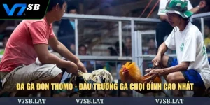 Đá Gà Đòn Thomo - Đấu Trường Gà Chọi Đỉnh Cao Nhất